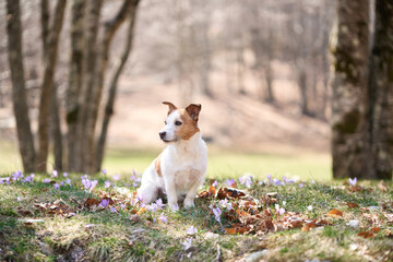 Jack Russell Terrier rests among spring blooms. The small dog lies down, serene against a backdrop of trees and crocuses