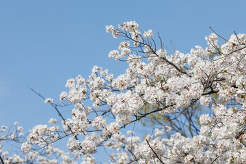 サクラの枝　青空とソメイヨシノ
