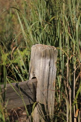 old wooden fence in a garden