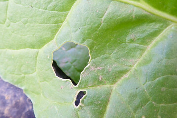 plant, snail, eat, leaf, garden, animal, vegetable, holes, helix, macro, closeup, green, nature,...