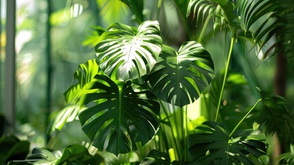 Sunlight filtering through large tropical plant leaves.