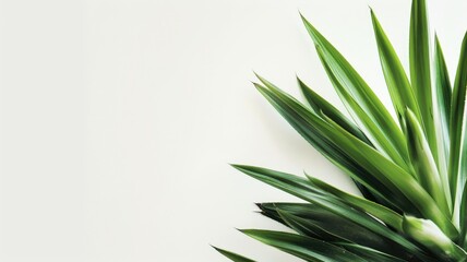 Fototapeta premium Yucca leaf close-up against a white backdrop.