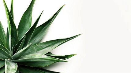 Close-up of a yucca leaf's serrated edge against a white backdrop. - obrazy, fototapety, plakaty