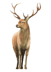 Christmas reindeer png clipart, watercolor animal illustration on transparent background