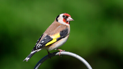 Obraz premium bird, nature, wildlife, animal, goldfinch, robin, wild, yellow, branch, finch, beak, feather, birds, tree, avian, blue, spring, songbird, white, garden, feathers, wing, 