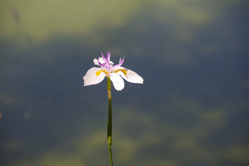 Single white Iris lily flower