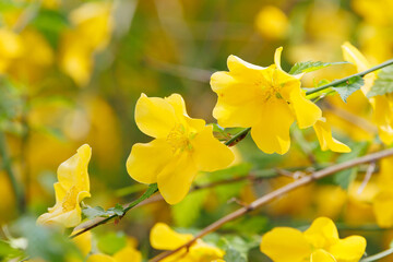 黄色い花の山吹（一重）
