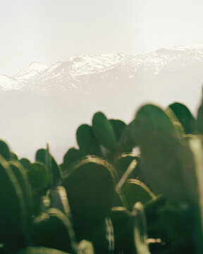 cactus in the mountains