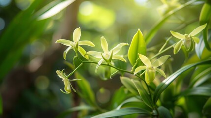 Fototapeta premium Vanilla Essence: Nature's Perfumery