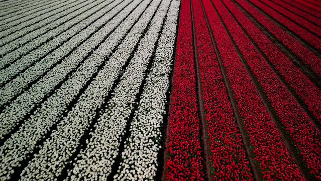 Colorful flowerfields with blooming tulips in the Flevopolder of the Netherlands, Aerial