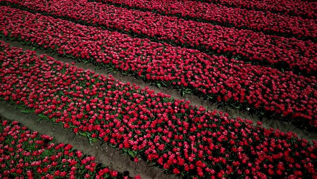 Colorful flowerfields with blooming tulips in the Flevopolder of the Netherlands, Aerial