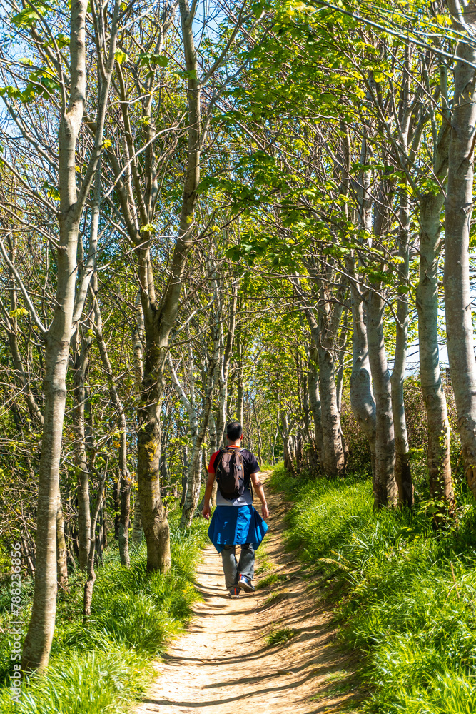 Wall mural a man walking through a forest near the zumaia flysch, gipuzkoa. basque country