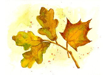 Watercolour bright leaves of oak and maple - 788236800
