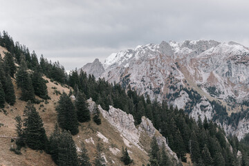 Alpine Majesty: Pine Trees and White Rocks in the Mountain Landscape
