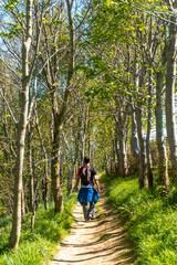 Fototapeta na wymiar A man walking through a forest near the Zumaia flysch, Gipuzkoa. Basque Country