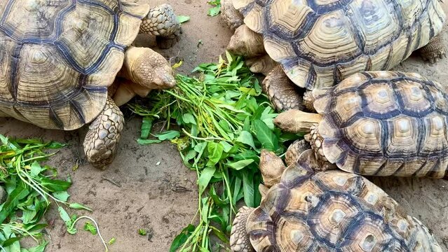 A Group of tortoises eating vegetables on the ground