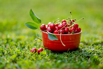 Ripe red cherries with green stems in red bowl on green grass.