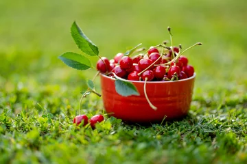  Ripe red cherries with green stems in red bowl on green grass. © MNStudio