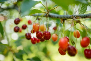  Ripening cherry fruits on a cherry tree branch. Harvesting berries in cherry orchard on sunny summer rain. © MNStudio