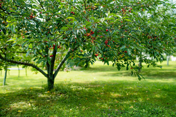 Fototapeta na wymiar Ripening cherry fruits on a cherry tree branch. Harvesting berries in cherry orchard on sunny summer rain.