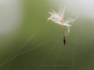 蜘蛛の巣に引っかかったタンポポの種のマクロ