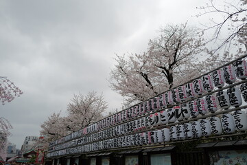Tokyo, Japan - April 02, 2024 : Travelling to Japan is so amazing and love the city 