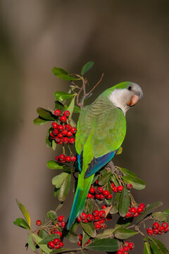 Parakeet perched on a bush with red berries , La Pampa, Patagonia, Argentina