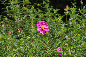 Pink rockrose cistus creticus wildflower