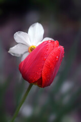 Raindrops on petals of red tulip