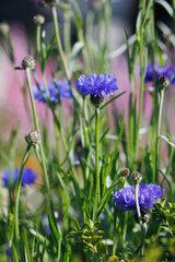 紫色の花のヤグルマソウ