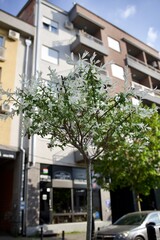 Blooming tree against the background of an apartment building in a city park