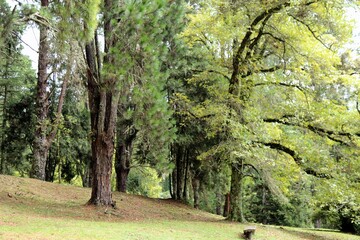 Tall trees with dark trunks and vibrant green leaves. Green grass grown in a public park. Spring in...