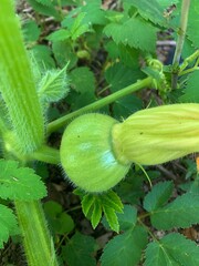 small zucchini, round zucchini growing on the plant, green zucchini, spring plants in the garden