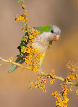 Parakeet perched on a bush with red berries , La Pampa, Patagonia, Argentina