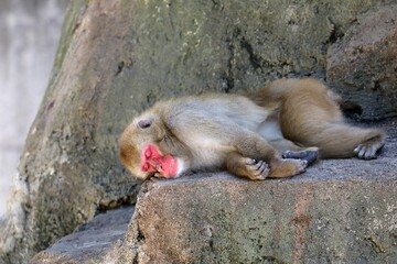 横になり眠るニホンザル