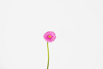 Close up of single beautiful pastel pink Gerber flower isolated on the white wall background....