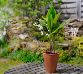 close up on beautiful sprig of fresh lily of valley blooming in a potted on a table in a garden.- french symbol of lucky charm - 788255228