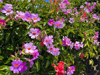 Pink purple and red trumpet vine blossoms
