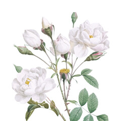 White rose illustration png sticker, transparent background