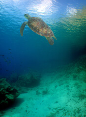 a green turtle on a reef in the caribbean