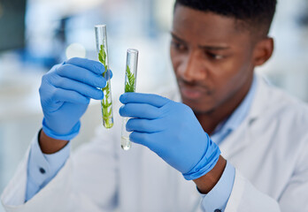 Black man, scientist and leaves in test tube for research, biology and sample in glass container....