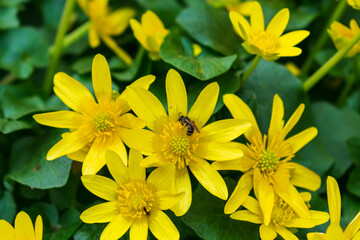 A bee collects nectar from yellow flowers in spring