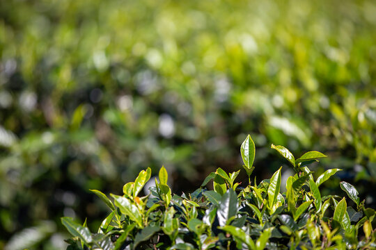 Selective focus on tea leaf in tea plantation near Haputale in Sri Lanka. Green backround with copy space..