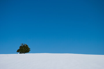 The silent guardian, standing strong in winter's embrace, lonely tree