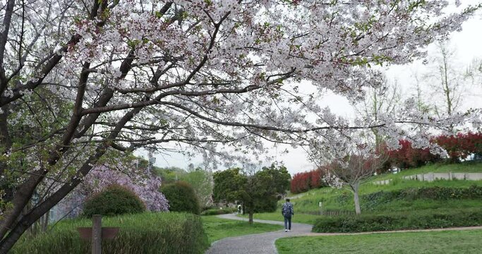 春の桜満開の公園で散歩する人びとの姿