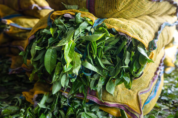 Harvested tea leaves in sacks. Producing process in tea factory in Sri Lanka. - 788261601