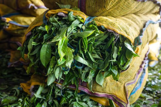 Harvested tea leaves in sacks. Producing process in tea factory in Sri Lanka.