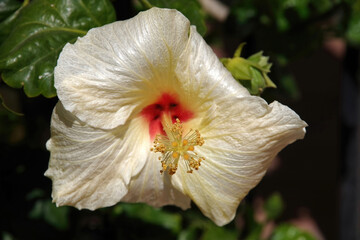 Close-up view of a bright white hibiscus blossom