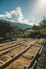 Fototapeta na wymiar Coffee Beans Drying on Raised Beds Under The Sun, With Farmers Carefully Monitoring The Process, Generative AI