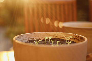 Home garden. Plant vegetables on the balcony in a pot. Close up photo with tiny plants like basil growing in a pot. Sunset sunlight photo. Eco growing vegetables and aromatic spices at home.